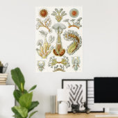 Ernst Haeckel Art Print: Bryozoa ポスター (ホームオフィス)