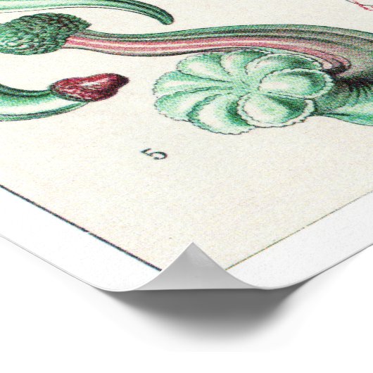 Ernst Haeckel Art Print: Siphonophorae ポスター (角)