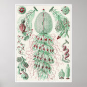 Ernst Haeckel Art Print: Siphonophorae ポスター (正面)