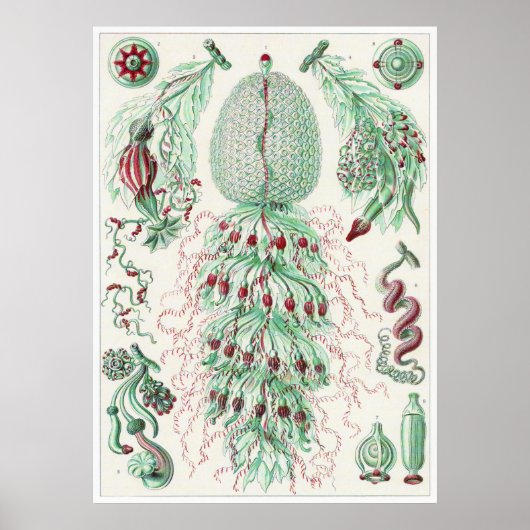 Ernst Haeckel Art Print: Siphonophorae ポスター (正面)