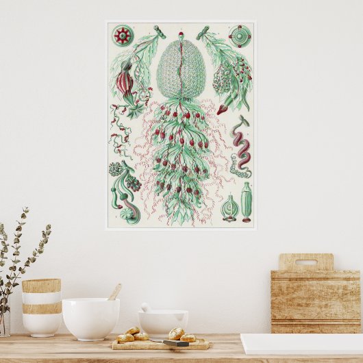 Ernst Haeckel Art Print: Siphonophorae ポスター (キッチン)