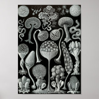 Ernst Haeckel Art Sea Life 11インチx 8.5 ポスター