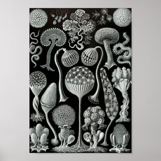 Ernst Haeckel Art Sea Life 11インチx 8.5 ポスター (正面)