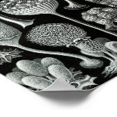 Ernst Haeckel Art Sea Life 11インチx 8.5 ポスター (角)