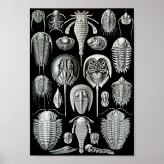 Ernst Haeckel Art Sea Life 11インチx 8.5 ポスター