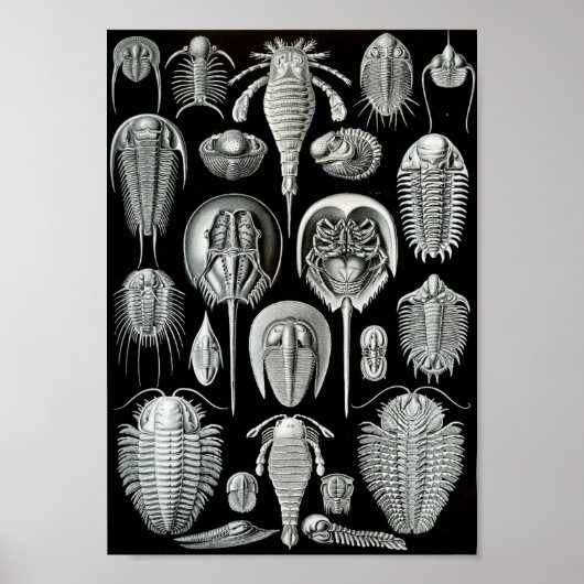 Ernst Haeckel Art Sea Life 11インチx 8.5 ポスター (正面)