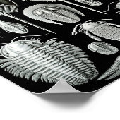 Ernst Haeckel Art Sea Life 11インチx 8.5 ポスター (角)