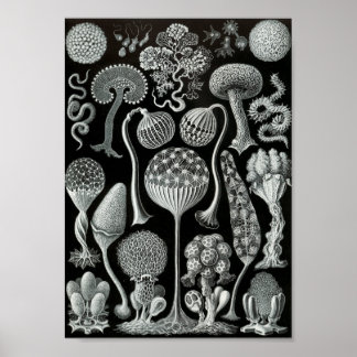 Ernst Haeckel Art Sea Life 11インチx 8.5 ポスター