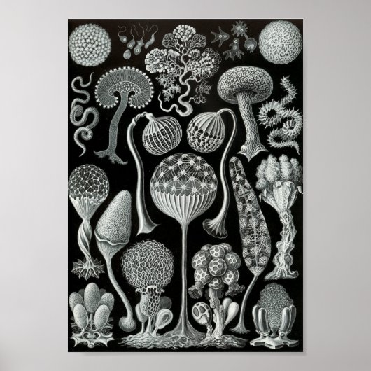 Ernst Haeckel Art Sea Life 11インチx 8.5 ポスター (正面)