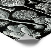 Ernst Haeckel Art Sea Life 11インチx 8.5 ポスター (角)