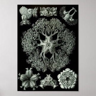 Ernst Haeckel Art Sea Life 11インチx 8.5 ポスター