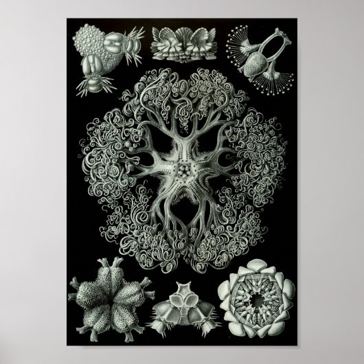 Ernst Haeckel Art Sea Life 11インチx 8.5 ポスター (正面)