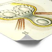 Ernst Haeckel - Bryozoa Poster ポスター (角)