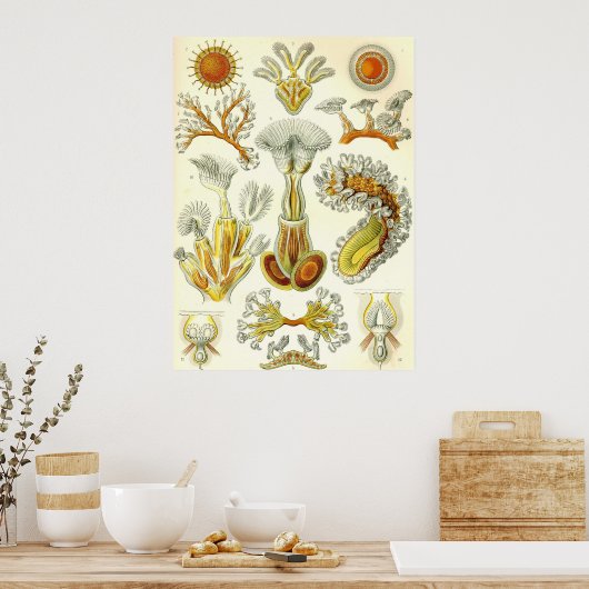 Ernst Haeckel - Bryozoa Poster ポスター (キッチン)