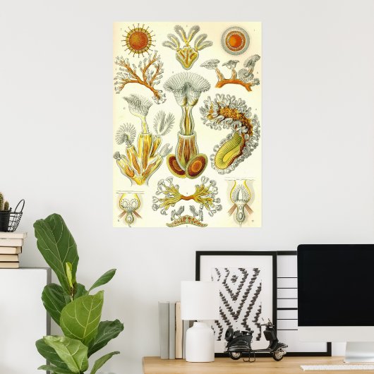 Ernst Haeckel - Bryozoa Poster ポスター (ホームオフィス)