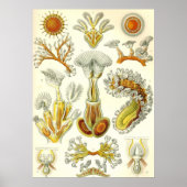 Ernst Haeckel - Bryozoa Poster ポスター (正面)