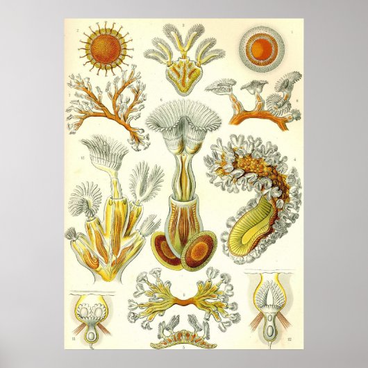 Ernst Haeckel - Bryozoa Poster ポスター (正面)