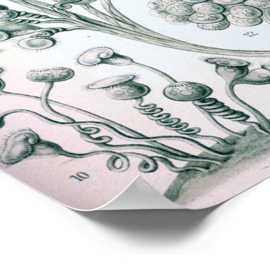 Ernst Haeckel Ciliata Poster ポスター (角)