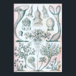 Ernst Haeckel Ciliata Poster ポスター<br><div class="desc">Beautiful gift for the science lover! Ernst Heinrich Philipp August Haeckel was a German biologist, naturalist, philosopher, physician, professor, marine biologist, and artist who discovered, described and named thousands of new species, mapped a genealogical tree relating all life forms, and coined many terms in biology, including anthropogeny, ecology, phylum, phylogeny,...</div>