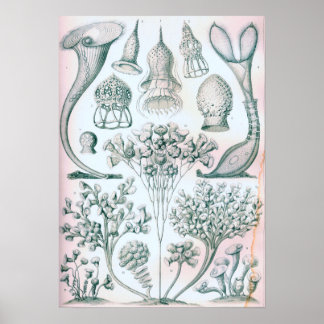Ernst Haeckel Ciliata Poster ポスター