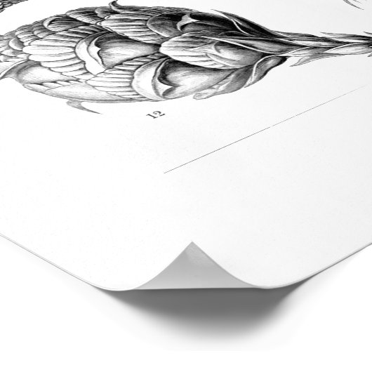 Ernst Haeckel Coniferae白黒 ポスター (角)