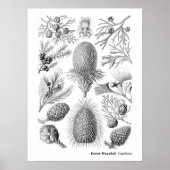 Ernst Haeckel Coniferae白黒 ポスター (正面)