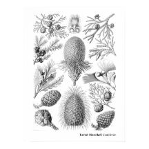 Ernst Haeckel Coniferae白黒