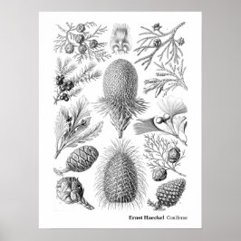Ernst Haeckel Coniferae白黒 ポスター