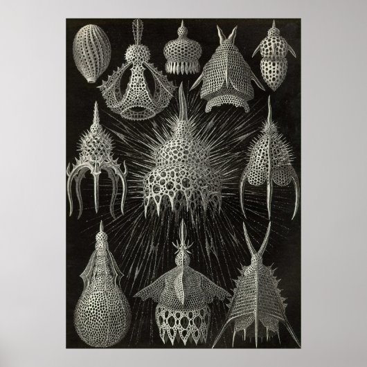 Ernst Haeckel - Cyrtoidea Poster ポスター (正面)