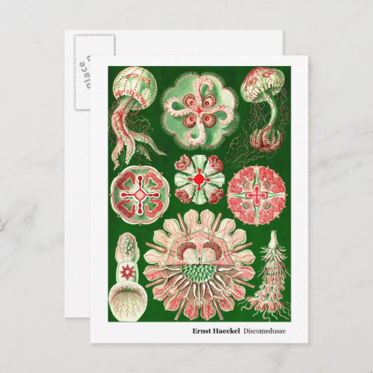 Ernst Haeckel Discomedusae (Aurelia)新しいアドレス 案内ポストカード (正面/裏面)