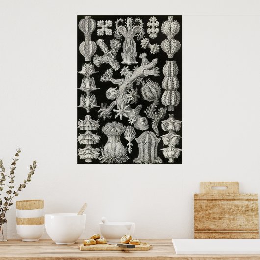Ernst Haeckel - Gorgonida Poster ポスター (キッチン)