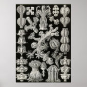 Ernst Haeckel - Gorgonida Poster ポスター (正面)