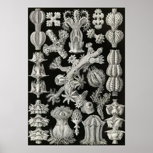 Ernst Haeckel - Gorgonida Poster ポスター (正面)