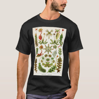 Ernst Haeckel - Hepaticae (Liverworts) -ヴィンテージB Tシャツ