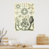 Ernst Haeckel - Hexacttinellaeポスター ポスター (キッチン)