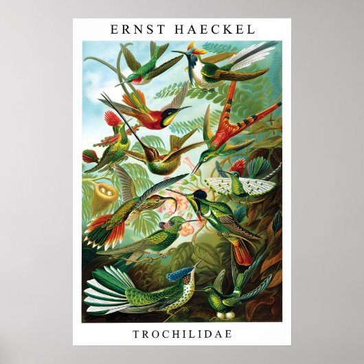 Ernst Haeckel Hummingbird (Trochilida) Print ポスター (正面)