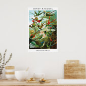 Ernst Haeckel Hummingbird (Trochilida) Print ポスター (キッチン)