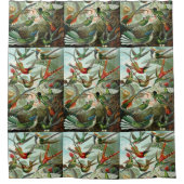 Ernst Haeckel Hummingbirds -自然のアート型枠 シャワーカーテン (正面)