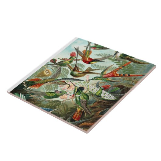 Ernst Haeckel Hummingbirds -自然のアート型枠 タイル (側面)