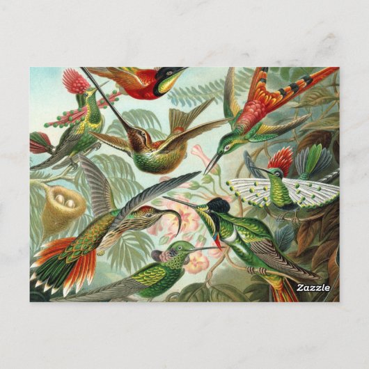 Ernst Haeckel Hummingbirds -自然のアート型枠 ポストカード (裏面)