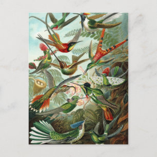 Ernst Haeckel Hummingbirds -自然のアート型枠 ポストカード