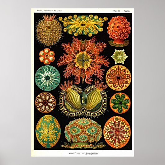 Ernst Haeckel Kunstformen der Natur Ascidian ポスター (正面)