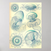 Ernst Haeckel - Leptomedusae Poster ポスター (正面)