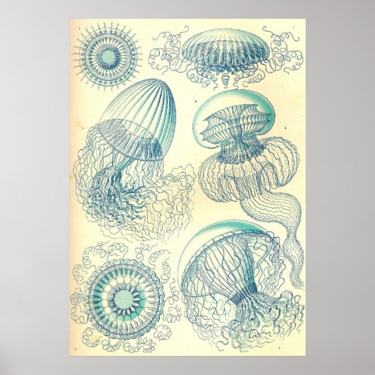 Ernst Haeckel - Leptomedusae Poster ポスター (正面)