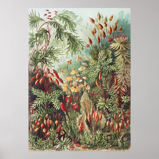 Ernst Haeckel Moss Nature Print Dark Academia ポスター (正面)