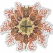 Ernst Haeckel Nautical Tunicate Red Sea Life Art シール (正面)