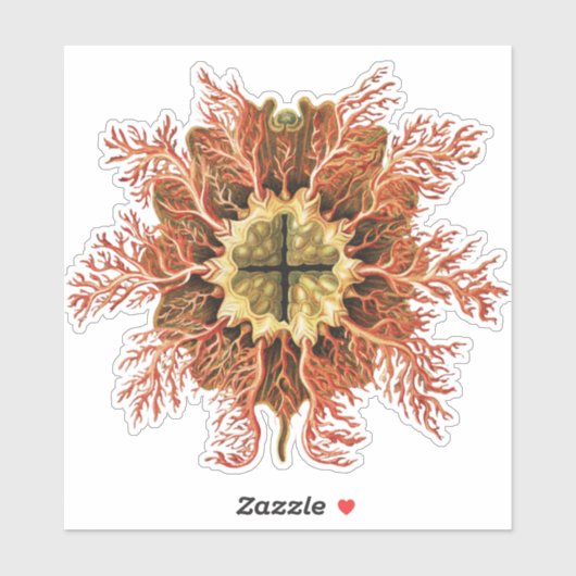 Ernst Haeckel Nautical Tunicate Red Sea Life Art シール (シート)