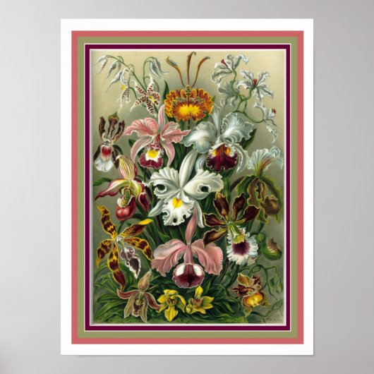 Ernst Haeckel "Orchida"植物学プリント12 x 16 ポスター (正面)