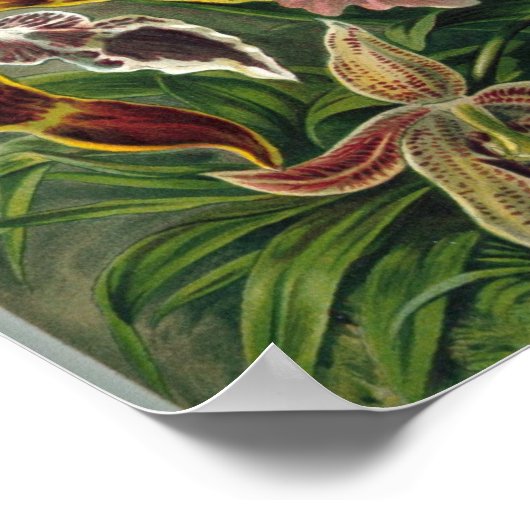 Ernst Haeckel - Orchidae ポスター (角)