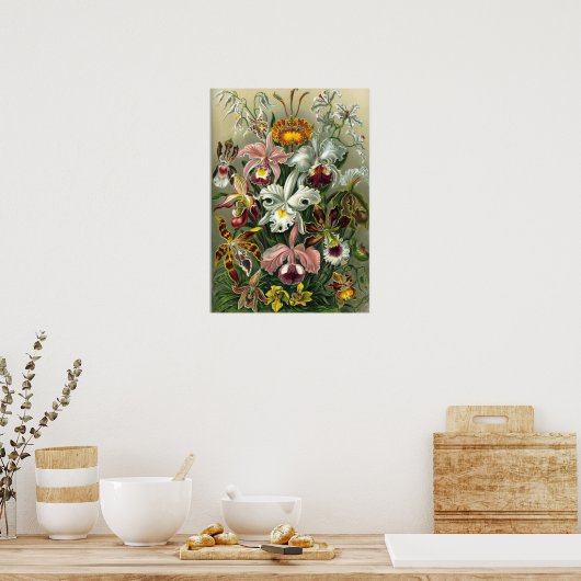 Ernst Haeckel - Orchidae ポスター (キッチン)